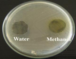Plate 11 Antibacterial activity of Tribulus terrestris Against