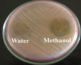 Plate 12 Antibacterial activity of Senna aurriculata -Leaves