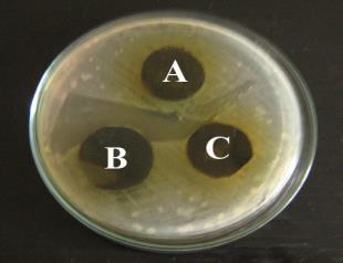 Plate 16 Antibacterial activity of Euphorbia hirta - Stem, Leaf and