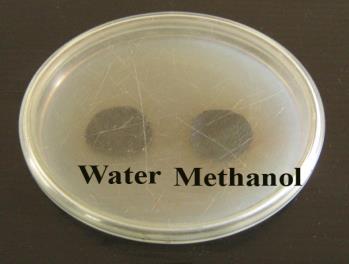 Plate 17 Antibacterial activity of