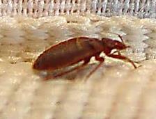 bees, cockroaches, bed bugs, anopheles gambiae,