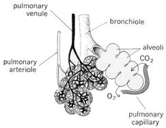 pathophysiology and pulmonary