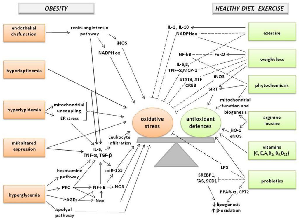 Mechanisms modulating oxidant/antioxidant balance in obesity Savini I, Catani M, Evangelista D, Gasperi V, Avigliano L.