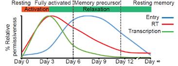 Latency results from infection of memory precursor cells Deng et al., submitted Slide 4 of 5.