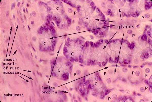 chief cells parietal cells Stomach contains: