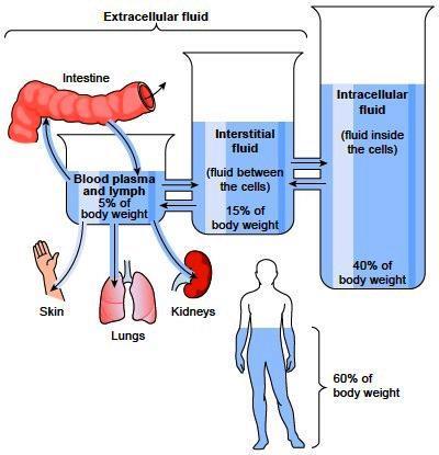 Figure 2. Schema illustrating the distribution of fluids in the human body.