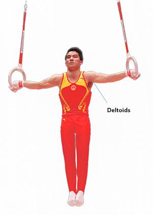 2. Isometric - The muscles producing tension but staying the same length. The Deltoids are under tension (contracting) not producing movement, but holding the shape. This is an isometric contraction.
