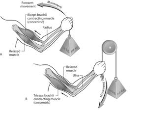Tying Roles of Muscles All Together Antagonistic muscles produce actions opposite those of the agonist Specific exercises are needed for each antagonistic muscle group 2007 McGraw-Hill Higher