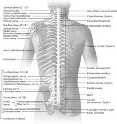 Neural control of voluntary movement PNS - 2 groups of nerves of primary importance Cranial nerves Spinal nerves Modified from Booker JM, Thibodeau GA: Athletic injury assessment, ed 4, 2007