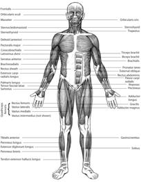 Skeletal Muscles From Thibodeau GA: Anatomy and physiology, St. Louis, 1987, Mosby. 2007 McGraw-Hill Higher Education. All rights reserved.
