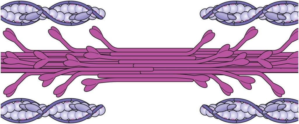 MYOFILAMENTS Thick myofilaments Composed of myosin protein Form the cross-bridges.