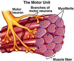 MOTOR UNIT Single motor neuron All muscle fibers controlled by