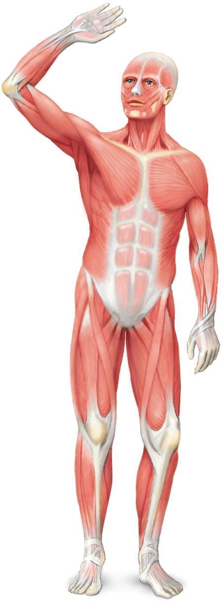 STRUCTURE OF SKELETAL MUSCLE Organ of the muscular system Skeletal