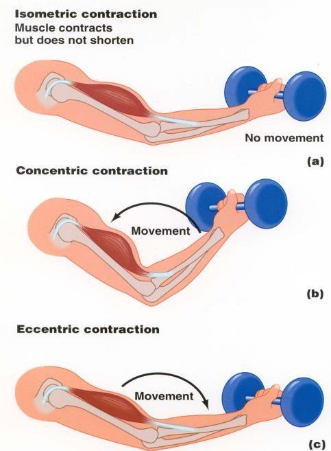 MUSCLE CONTRACTIONS ISOMETRIC CONTRACTION: when the muscle fibers contract and stay the same length and the bones do not move.