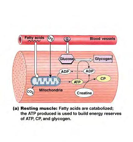Resting muscle Plenty of 0 2 around Fatty acids are burned