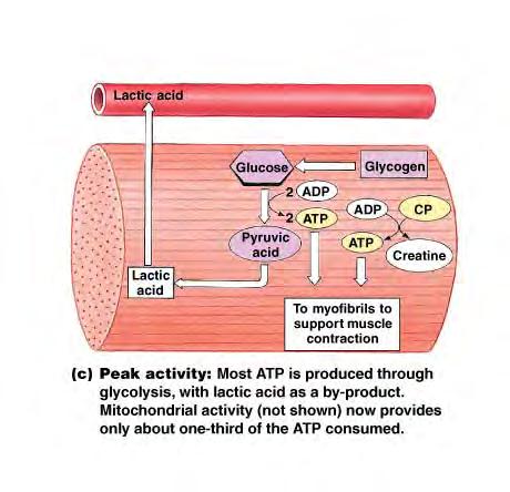 Peak muscle activity Not enough 0 2 around Most (~ 66%) ATP produced via glycolysis.