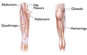 In a hip strain, muscles and tendons may be injured. Tendons are the tough, fibrous tissues that connect muscles to bones.