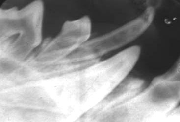 The radiograph is of a 5-month-old dog who was presented for a persistent right maxillary canine tooth, but the film illustrates how long and thin-walled the root of the deciduous canine tooth is and
