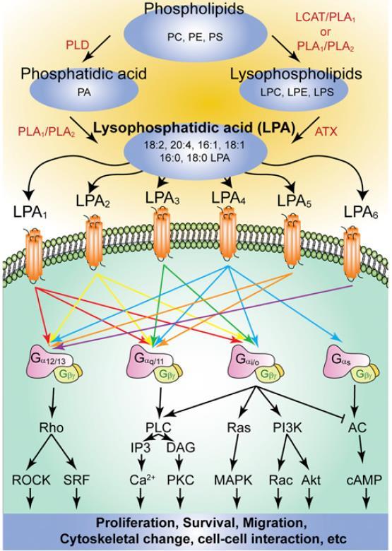 Autotaxin-LPA signaling LPA acts through GPCR LPA 1 6 LPA signaling involved in multiple cellular processes and pathological conditions Recent studies suggest role of ATX-LPA signaling in IPF