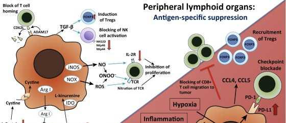 MYELOID-DERIVED SUPPRESSOR CELLS (MDSC) FUNCTION IN TUMOR SITE AND PERIPHERAL LYMPHOID ORGANS nds in Immunology, 2016 Tren In peripheral lymphoid organs, immune suppression by MDSC is mainly