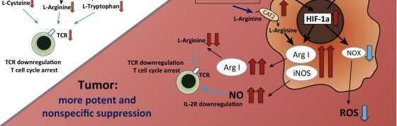 cells from the microenvironment (L-arginine, L-tryptophan and L-cysteine), disruption of homing of T cells (through the expression of ADAM17), production of immunosuppressive cytokines (TGF-β,