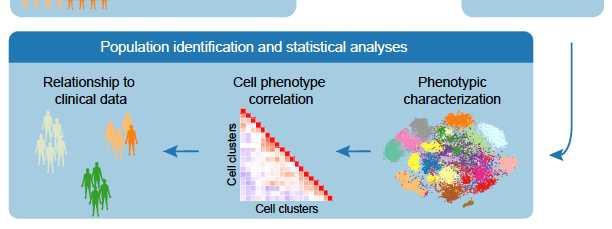 in the ccrcc TME Using Mass Cytometry