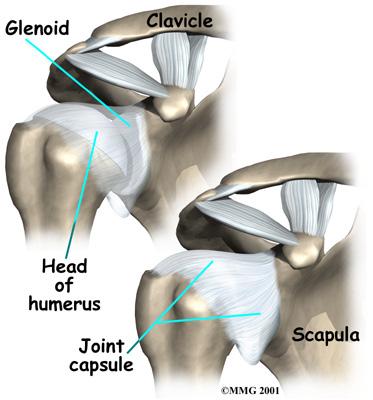 The acromioclavicular (AC) joint is where the clavicle meets the acromion.