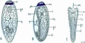 Refer to figures : A : there is an egg with operculum, the embryo inside it.