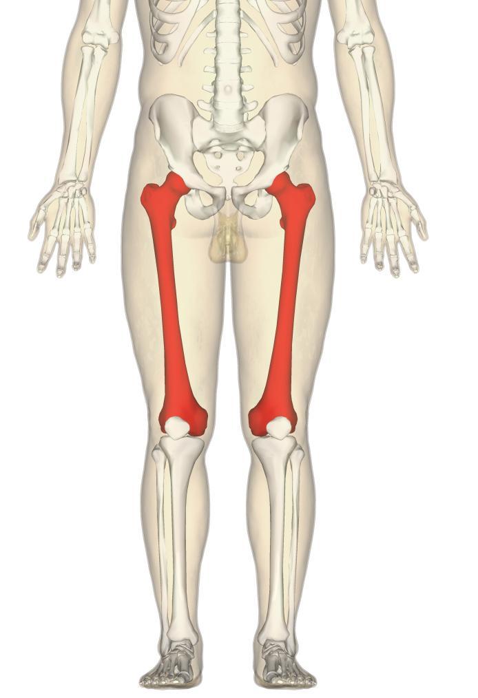Femur It is bone of the thigh. It about 45cm(longest & strongest bone of body). It is one of typical long bone and has upper end, shaft, and lower end.