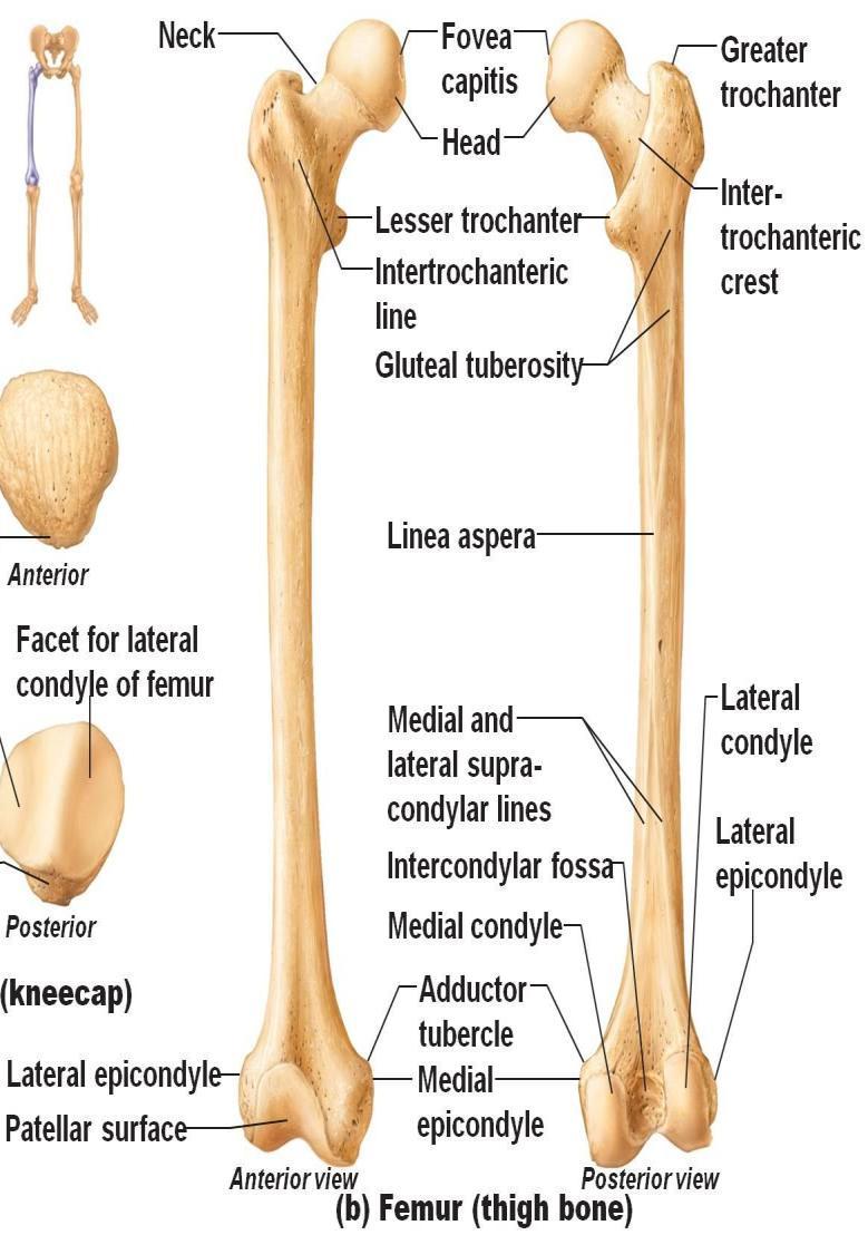 Femur I. Upper end A. Head: it directed upwards, backwards and medially. It has fovea for round ligament. B. Neck: forming normal angle of 120 o with shaft. C.