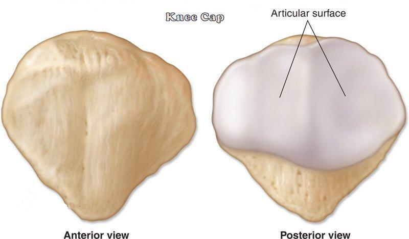 Patella It is the largest sesamoid bone in the body. It lies in front of knee, inside the quadriceps tendon. Triangular in shape having a base above and apex below.