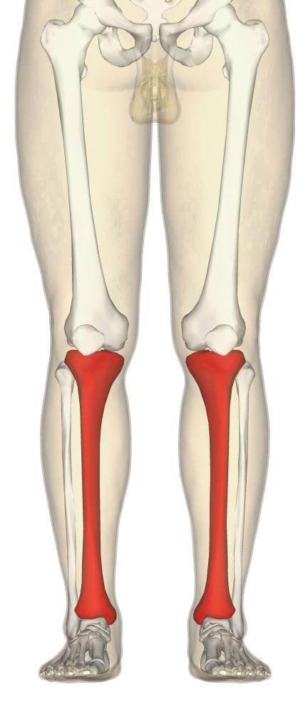 Tibia Type: typical long bone. Site: it is medial bone of leg. Structure: it composed of upper end, shaft, and lower end.
