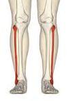 Fibula Type: it is very thin long bone. Site: it is lateral bone of leg.