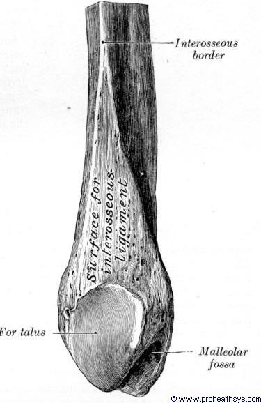 Identification of the side: The upper end is bulky and formed of head and styloid process of fibula.