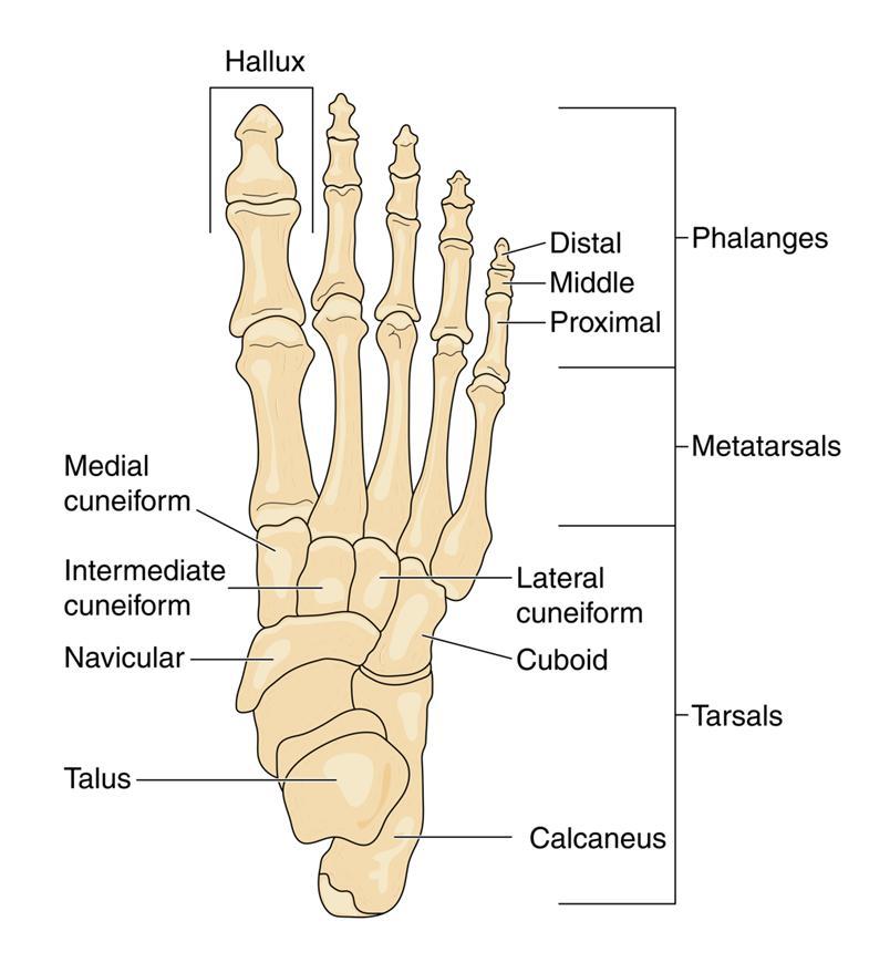 Foot 10 Ana (242 ) Trasus Talus: top bone of tarsus Calcaneus: below the talus Cuboid: between Calcaneus & lateral 2 metatarsal. Navicular: between head of talus & 3 cuniforms bones.