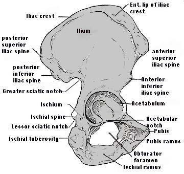 Body forming upper two fifth of acetabulum. 3 borders: Anterior. Posterior. Superior(iliac crest).
