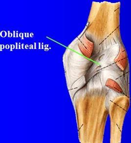 (Lateral) collateral ligament