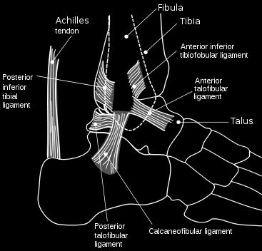 parts of the talus Synovial Joint