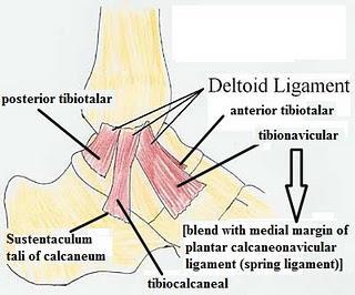 1) Lateral ligament of the ankle 2)