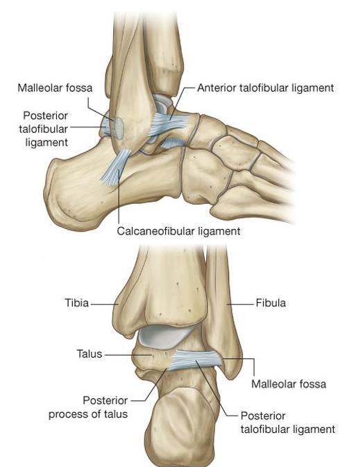 Lateral ligament of the ankle anterior talofibular ligament flat, weak band extends from lateral malleolus to neck of talus posterior talofibular ligament thick, strong