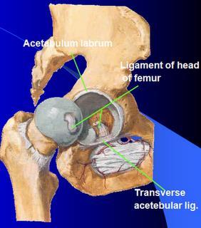 Ligaments Transverse acetabular ligament continuation of acetabular labrum 3