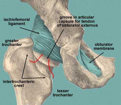 strongest ligament of the body 2)Pubofemoral ligament anteriorly and