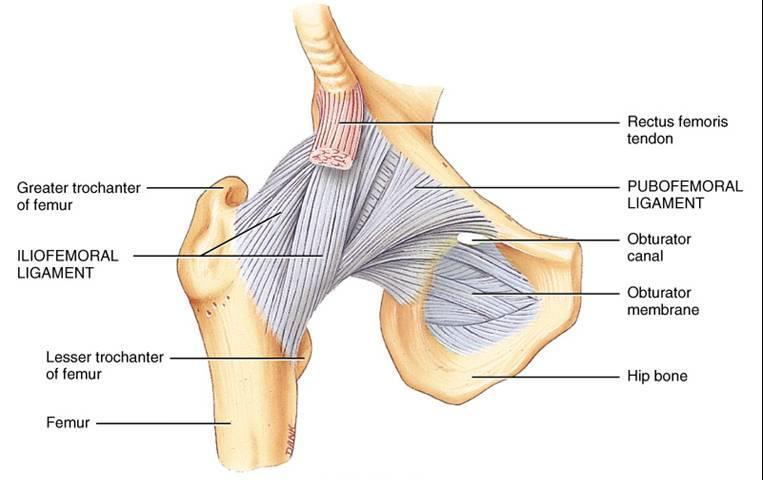 standing by screwing the femoral head into the acetabulum Pubofemoral ligament obturator crest of