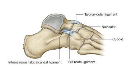 Lateral part reinforced calcaneonavicular part of the bifurcate ligament a Y-shaped ligament superior to the joint Base attached to anterior aspect of superior