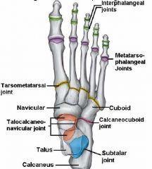synovial joint between: facet on the anterior surface of the