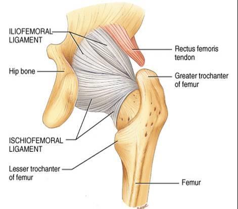 Ligaments Ischiofemoral ligament from the ischial part of the acetabular rim