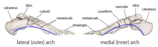 ARCHES OF FOOT Spreading the weight Longitudinal arch of the foot Medial longitudinal arch Calcaneus, talus, navicular, 3 cuneiforms & 3 metatarsals.