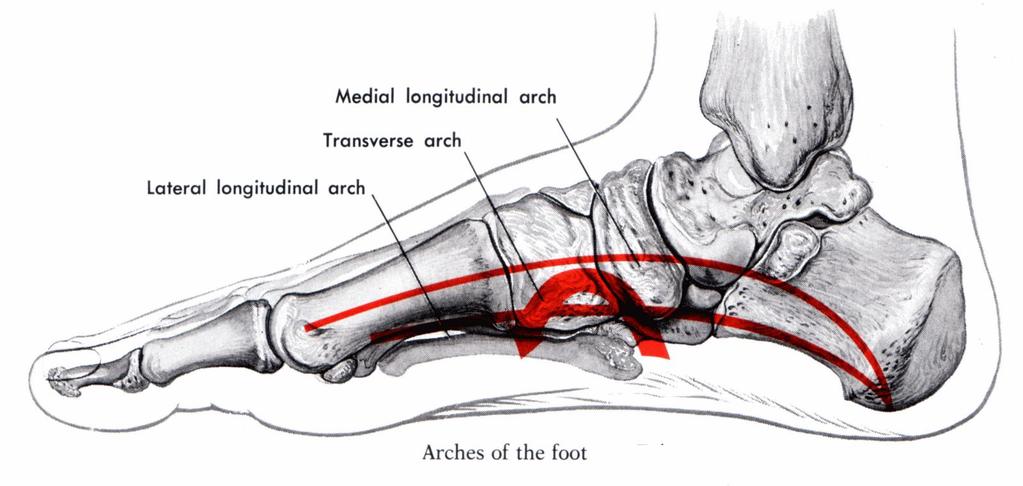 ARCHES OF FOOT Spreading the weight Transverse arch of the foot Runs