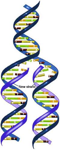 Principles of DNA sequencing Use the DNA replication process that happens