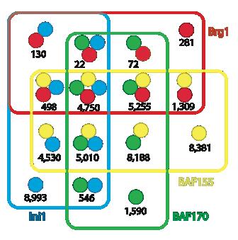 Subunit Breakdown from ChIP-Seq Subunit Number in 49,555 union regions Ini1 24,478 (49%) BAF155